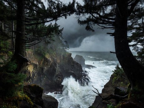 Dark Sitka spruce trees framing a steep coastal cliff above surging Pacific whitewater