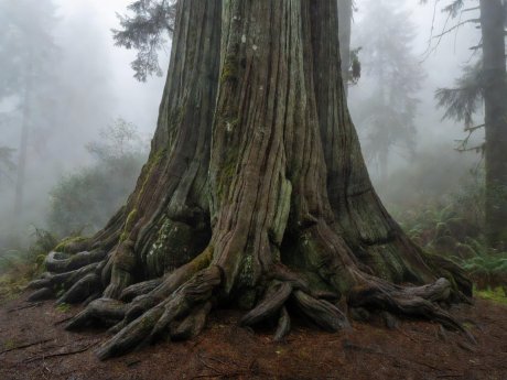 Fluted root buttresses of an ancient Sitka spruce shrouded in coastal fog
