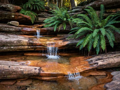 Tiered sandstone ledges with clear amber-tinted stream water cascading past sword ferns